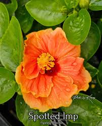 Image result for Hibiscus pusillus