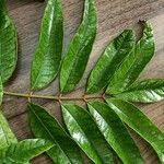 Image result for Pachylobus