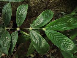 Image result for Lasianthus