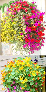 How to make a hanging basket. 15 Beautiful Flower Hanging Baskets Best Plant Lists A Piece Of Rainbow