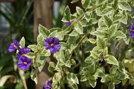 Image result for Lycianthes rantonnetii
