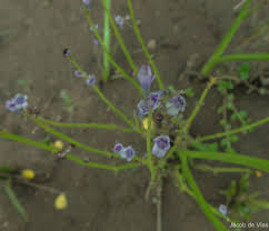 Image result for Dopatrium