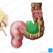 Colon cancer is staged using the american joint committee on cancer (ajcc) tumor/node/metastasis (tnm) classification and staging system. Mesocolon Sigmoideum Med Kom