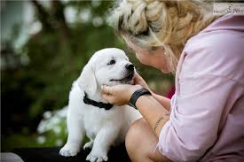 Adorable golden retriever puppies available.they are home. Pin On Perrito Newfoundland