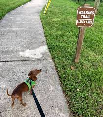 Dog park @ bell deerwood park jacksonville •. Jacksonville Humane Societysocial Distancing With Your Dog Jacksonville Humane Society