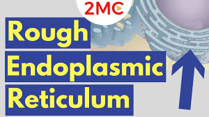 Check spelling or type a new query. Rough Endoplasmic Reticulum Structure And Function Rough Er Simplified Youtube