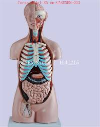 The fibres of the external intercostal muscles originate from the inferior border. Visceral Anatomy Male Female Anatomical Trunk Anatomy Model Chest Abdomen Organ Structure Medicine Torso Model 85 Cm Gasenhn 033 Anatomy Male Torso Modelanatomy Model Aliexpress