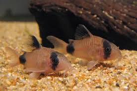 Paastel, (estonian origin) one of the common last names starting with p, means salvage. Common Fish Names Beginning With The Letter P