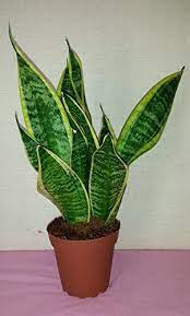 Futura Snake Plant Mother In Law S Tongue Sanseveria