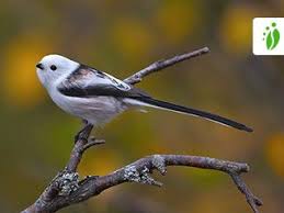Click on an image to compare. Long Tailed Tit Aegithalos Caudatus Birds Naturegate