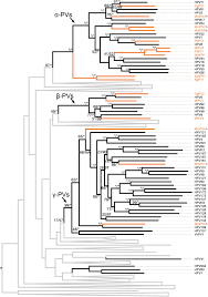 Frontiers Non Human Primate Papillomaviruses Share Similar