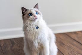 ‪Ragdoll Cat Facts‬‏