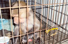 Maybe you would like to learn more about one of these? Trying To Keep A Monkey As A Pet Is Dangerous Residents Warned Society Gulf News