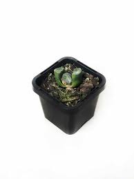 Leaves are arranged in 2 opposite rows and are much smaller than those of the normal form. Maughan S Haworthia Haworthia Truncata Var Maughanii Interior Jungle
