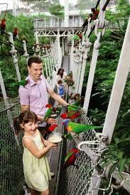 If Birds Fascinate You You Can Have A Rollicking Time At The Jurong Bird Park In Singapore Activities In Singapore Singapore Singapore Island