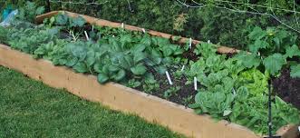 Check spelling or type a new query. Hemlock Wood Planks For Raised Bed Garden Urban Seedling