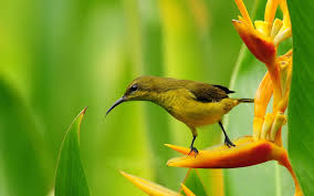 Wallpaper Hd Images Of Birds Of Paradise Flower Pictures Bing Images Beautiful Bird Wallpaper Birds Wallpaper Hd Bird Wallpaper