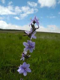 Image result for Aristea angolensis