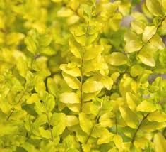 Five uses for 'sunshine' ligustrum | few plants effortlessly combine the dramatic impact and easy care of sunshine ligustrum. Sunshine Ligustrum Is The Easy Care Hedge You Iacute Ll Love Southern Living