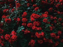 Check spelling or type a new query. 1000 Rose Garden Pictures Download Free Images On Unsplash