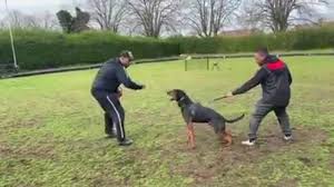 Китайская красная собака porn video on BrownPorn