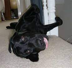 Pin On Black Labs