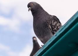Pigeon Quelle Solution Naturelle Contre Les Pigeons Tout Pratique