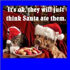 Funny Christmas Memes Clean Christmas Animals Funny Christmas Pictures Pet Holiday