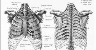 The rib cage surrounds the lungs and the heart, serving as an important means of bony protection for these vital organs. What Is Thorax In Humans In The Respiratory System Called Skeleton Anatomy Thorax Anatomy Sculpture