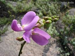 Image result for Canavalia cathartica