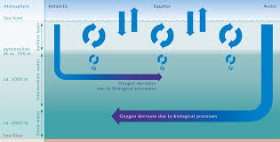 Oxygen is a group 16 element. Oxygen World Ocean Review