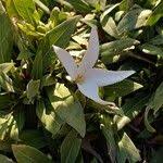 Image result for Leptactina benguelensis