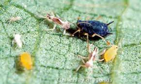 On this diagram, leaf 1 represents the newest, unfurled, uppermost leaf (commonly referred to as the cigar leaf); Melon Aphid Or Cotton Aphid Aphis Gossypii Glover