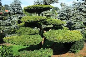 Gartenbonsai Gartengestaltung Bonsai Bonsaigarten Japanesegarden Azalee Azalea Rhododendron Gardening Usb Lifestyle Nature Niwaki Tree Greenpi Yaponskij Sad Sad