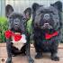 Is that an Ewok? Meet the Super-Rare Long-Haired French ...