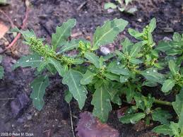 Image result for Canthium glaucum