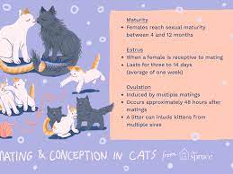 Mating And Conception In Cats