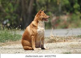 You may order here online. Fat Dog Stock Photo Edit Now 641517793
