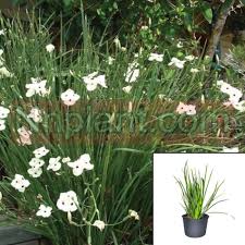 Image result for Dietes
