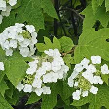 Image result for Hydrangea quercifolia