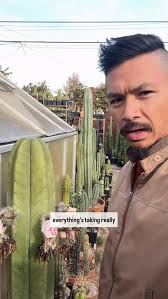 #cactusncoffee HulkZ fruit update, I corrected that caption 12, Times. Hulk  x Zed’s = HulkZ and Worm x Zed’s = WormZ, #trichocereusscopulicola  #sownnotflown