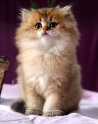 Cute Kitten Kittens Cutest Cute Cats Cats