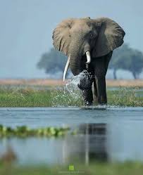 pin by tamer ezel on your pinterest likes elephants photos animals beautiful wild animals pictures
