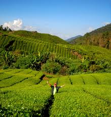 Get some tea products at the shop just beside the factory. Tea Farm Cameron Highland Tea Farm Tea Garden Cameron Highland