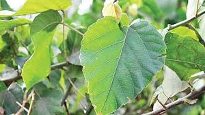 Image result for Alchornea occidentalis