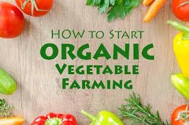 Start Organic Vegetable Farming Guide To Success Farming Method
