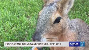 We carry everything from fish, marine fish, reptiles, exotics, puppies, birds, hedgehogs, bunnies, ferrets, and so much more. Exotic Animal Found Wandering In Katy Area Neighborhood Khou Com