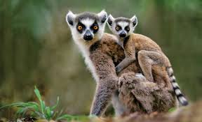 Independence was regained in 1960. Madagascar Wildlife Safari Tour 2021 2022 National Geographic Expeditions