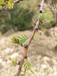 Image result for Acacia hockii