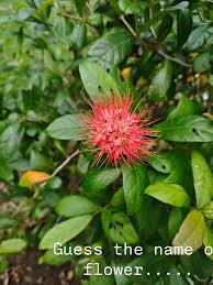 Image result for Combretum constrictum
